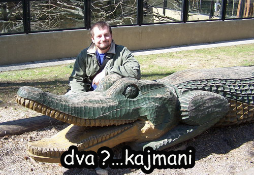 kajman-drevo-2