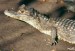kajman-brylovy--caiman-crocodylus-2
